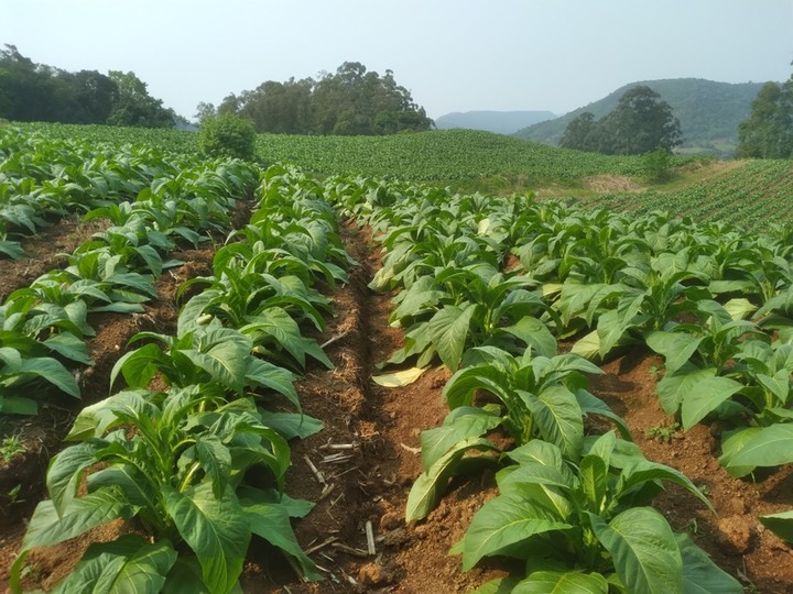 PLANTAÇÃO DE FUMO