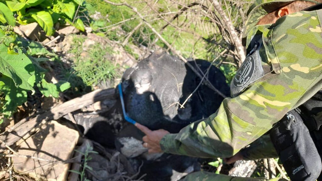 471677767_1057051576439086_7472308304424118526_n-1024x576 CRIME AMBIENTAL: Operação Força Verde identifica desmatamento no Centro-Serra