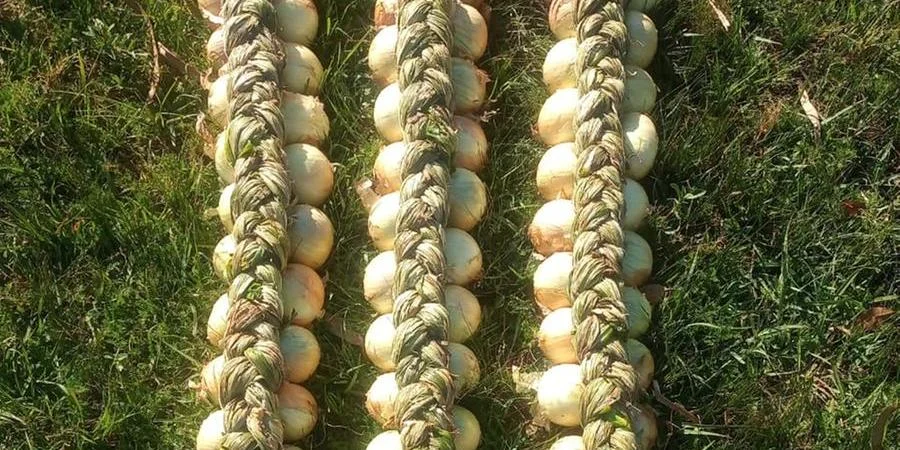 CEBOLA