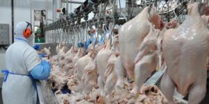 Produção de carne de frango no Brasil