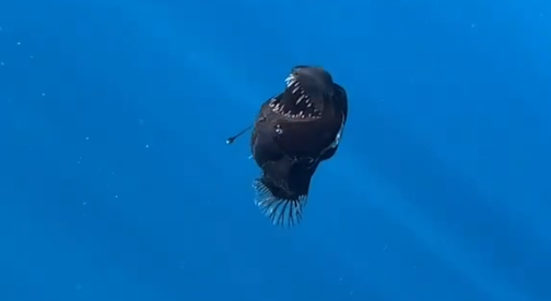 PEIXE DIABO NEGRO