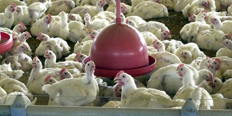 FRANGOS GRIPE AVIÁRIA