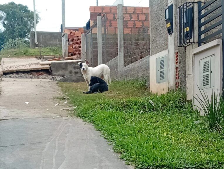 image_editor_output_image1398415209-17490502784112716780797973371861 Moradores do Loteamento Figueiras enfrentam problemas com cães abandonados.