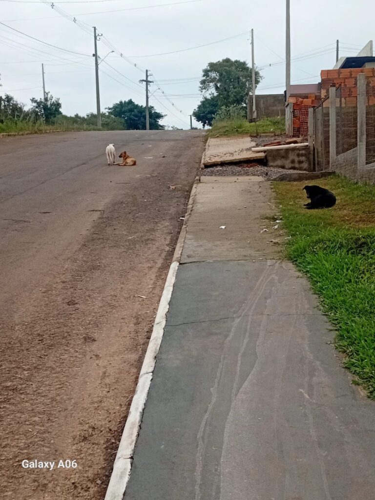 img-20250604-wa01385242980242108334726-768x1024 Moradores do Loteamento Figueiras enfrentam problemas com cães abandonados.